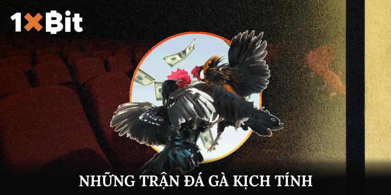 Những trận đá gà kịch tính